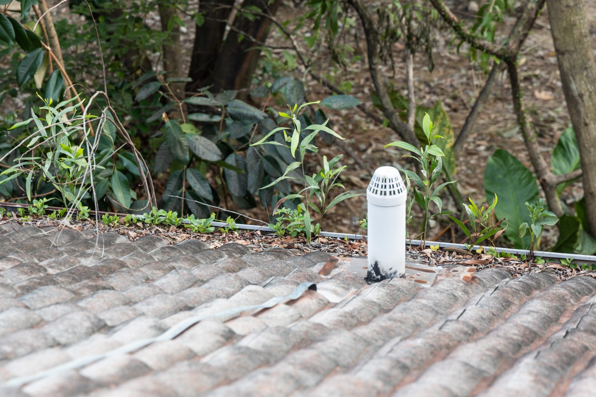 The image depicts a weathered tiled roof with a vent pipe protruding from it. The vent appears to have a protective cap on top, which is likely there to prevent debris and water from entering the pipe. The surroundings are green with various plants and trees indicating that the structure is in a somewhat wooded or garden area. On the roof, there are some fallen leaves and plant debris, suggesting an outdoor environment influenced by natural elements.