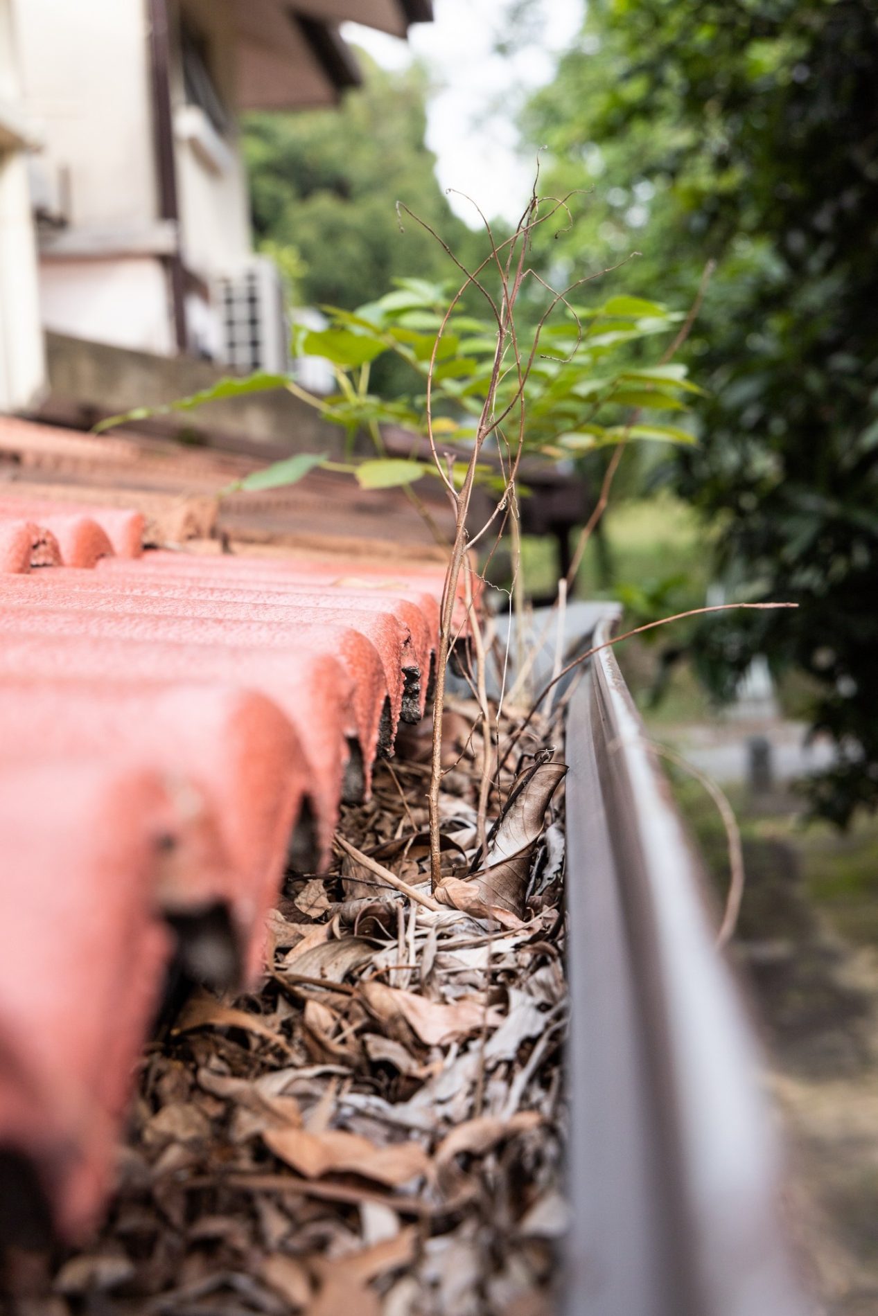 The image shows a close-up view of the corner of a rusty, terracotta-coloured corrugated metal roof with accumulated dry leaves. Weeds or small plants have started growing among the leaves, indicating neglect or lack of maintenance. The focus is specifically on the plants, with a creamy bokeh that softly blurs the background, where a building and some vegetation can be perceived out of focus. The gutter along the roof edge also seems to be filled with debris, creating an environment where plants can germinate and grow.