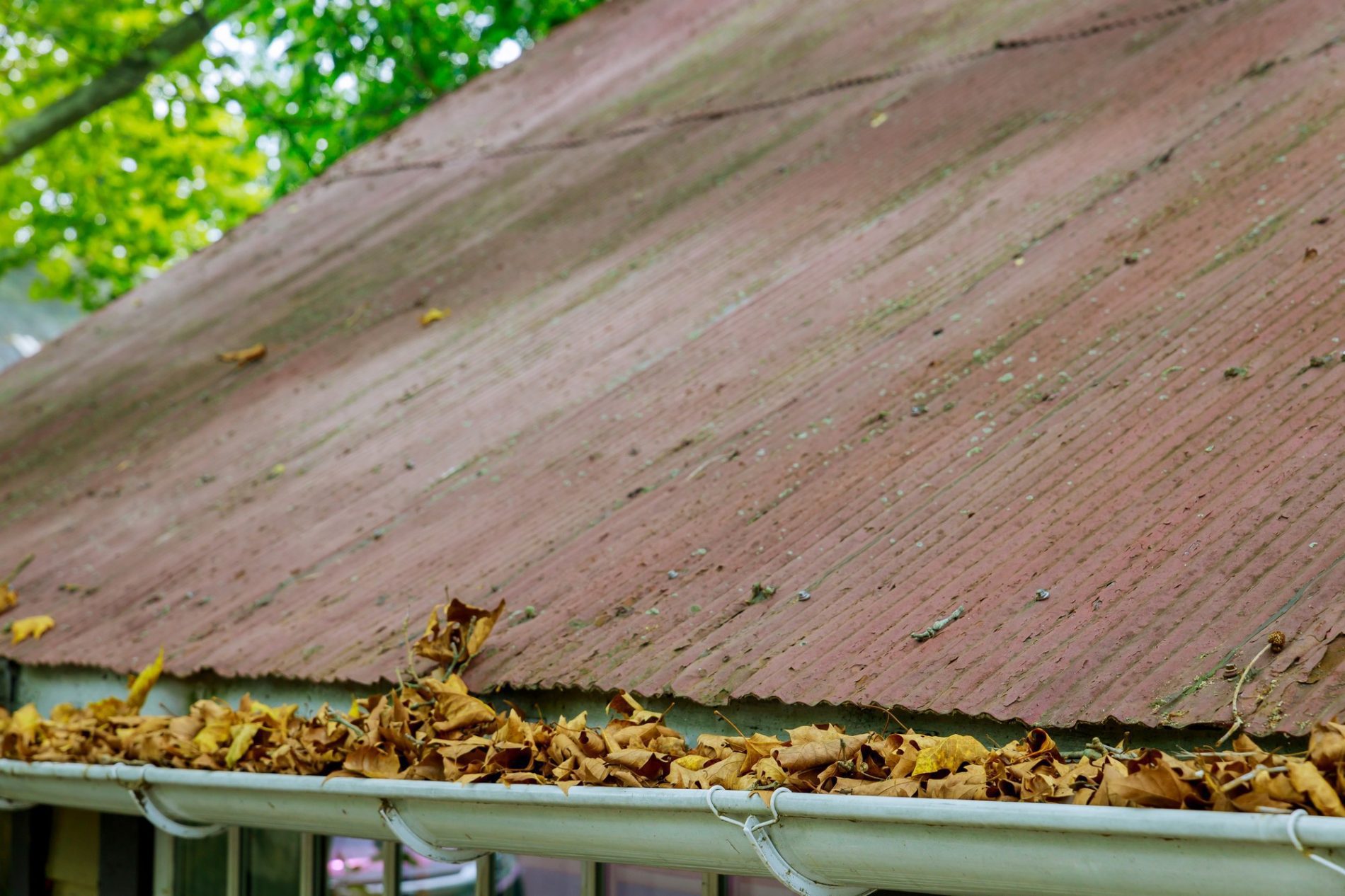 This image shows a close-up view of a brown corrugated roof with a white gutter below it. The gutter is filled with fallen yellow and brown leaves, indicating it might be autumn or the leaves have accumulated over time. The surrounding greenery suggests that there are trees nearby, and this is likely the source of the leaves in the gutter. The gutter appears to require cleaning to ensure proper water flow and avoid potential water damage caused by clogging.