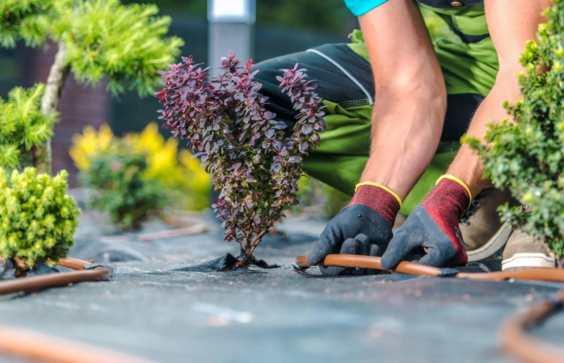 The image shows the lower half of an individual who is engaged in gardening activities. Specifically, the person appears to be installing, fixing, or adjusting a drip irrigation system near a small shrub with purplish leaves, which suggests an intention to provide a water-efficient way to irrigate plants. The individual is wearing gardening gloves, and the setup is on a weed barrier cloth, which is used to suppress weed growth and maintain moisture in the soil. There are also other plants and shrubs visible in the background, indicating this is a well-maintained garden space.