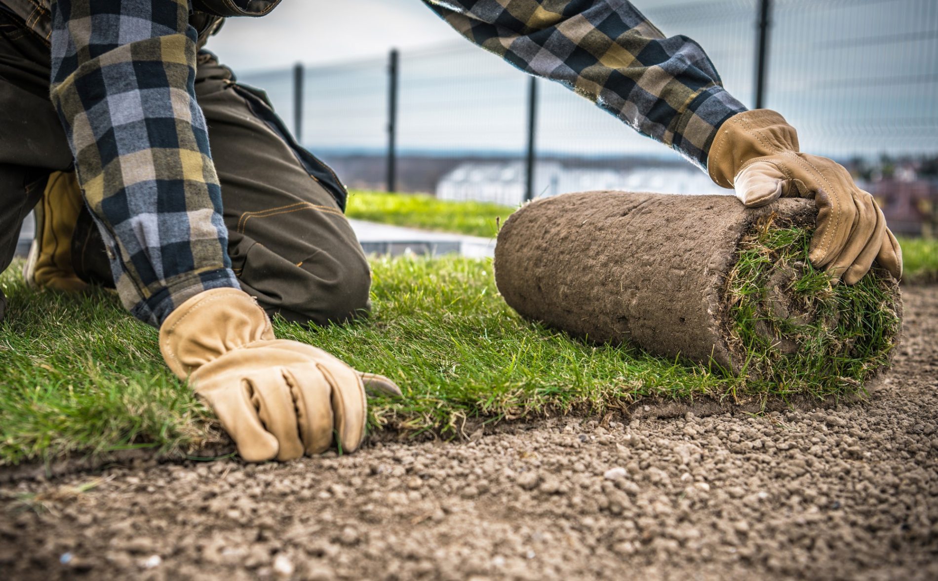 The image shows a person's hands wearing gloves while unrolling a roll of sod or turf on a prepared soil surface. The person appears to be in the process of laying down this piece of rolled grass, often used for establishing a lawn quickly or repairing a damaged area of turf. The individual is wearing a plaid shirt and is kneeling on the ground, which suggests they are engaged in landscaping or gardening work. The background includes a view of a fence and appears to be an outdoor setting appropriate for this kind of activity. The focus is on the hands and the roll of sod.